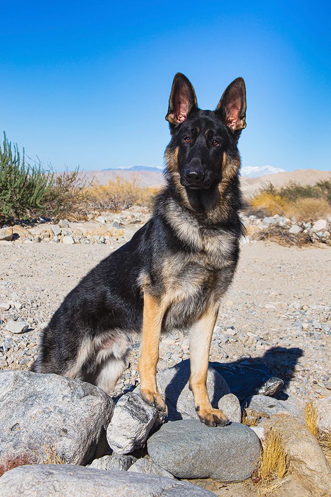 German Shepherd in the Coachella Valley-California art print by Zandria Muench for $57.95 CAD