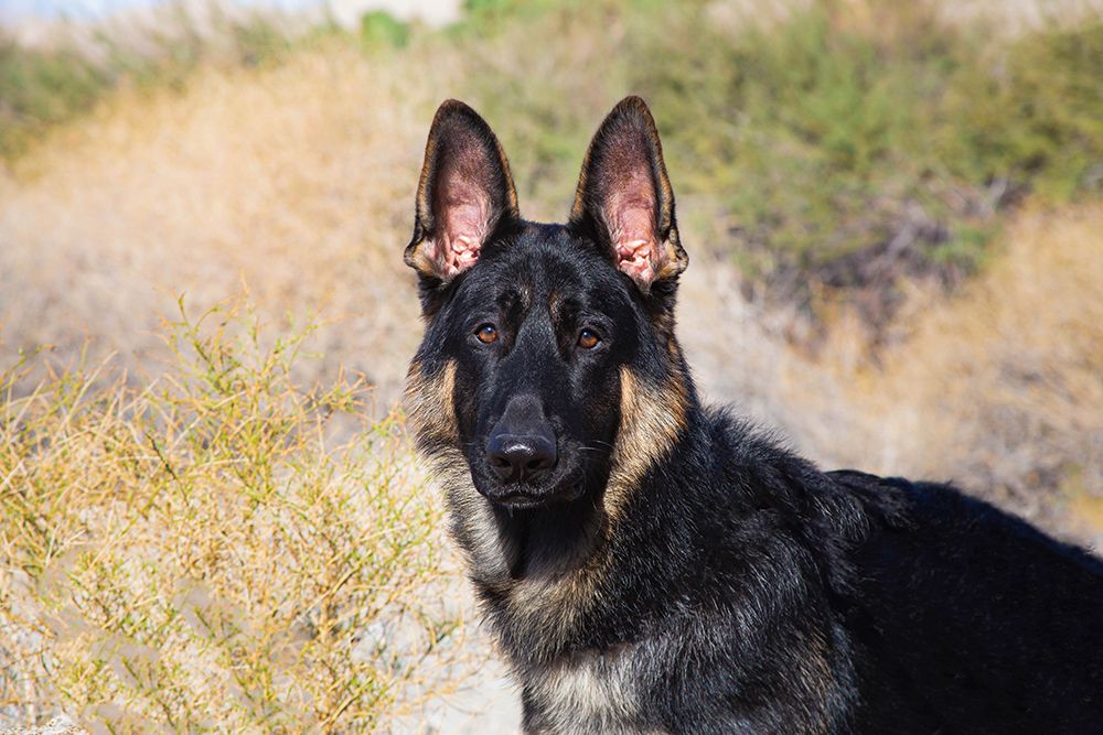 German Shepherd in the Coachella Valley-California art print by Zandria Muench for $57.95 CAD
