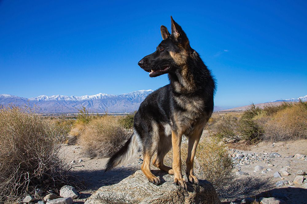 German Shepherd in the Coachella Valley-California art print by Zandria Muench for $57.95 CAD