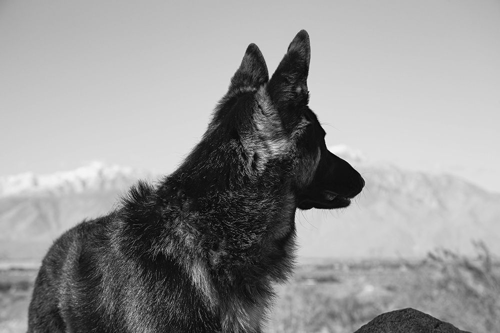 German Shepherd in the Coachella Valley-California art print by Zandria Muench for $57.95 CAD
