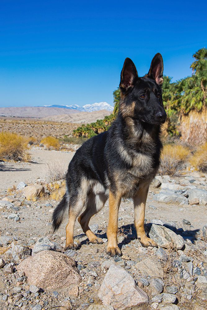 German Shepherd-Coachella Valley-California art print by Zandria Muench for $57.95 CAD