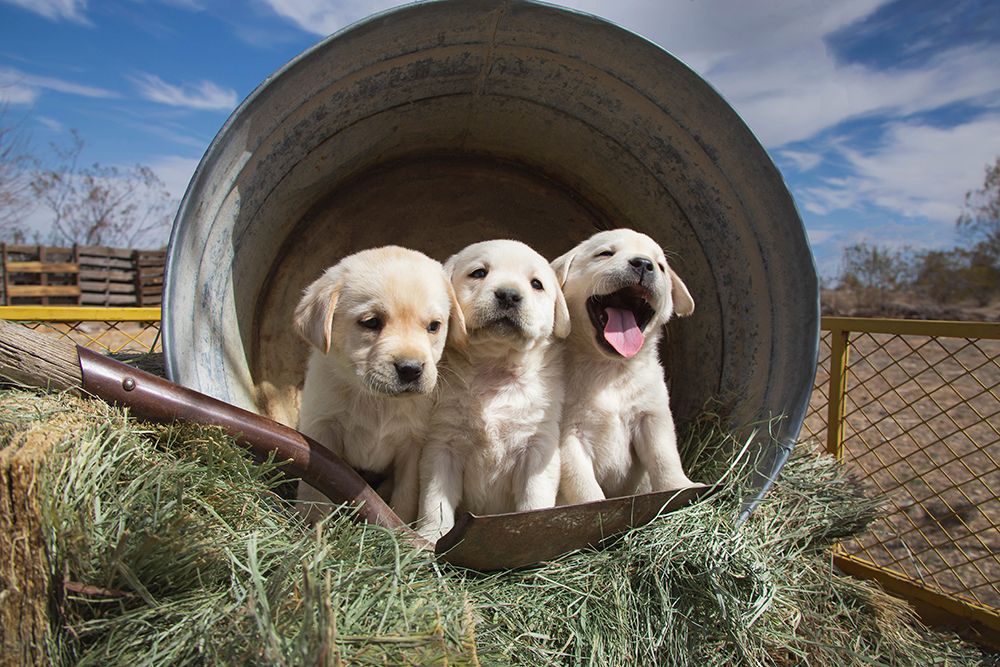 Labrador retriever puppies art print by Zandria Muench for $57.95 CAD
