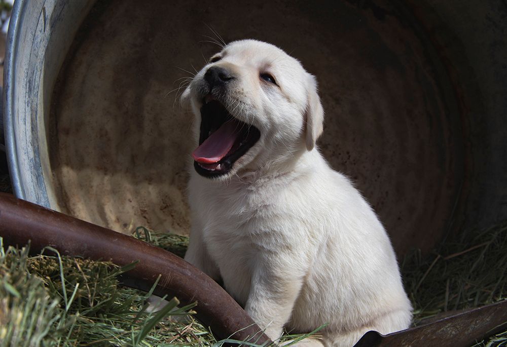Labrador retriever puppies art print by Zandria Muench for $57.95 CAD