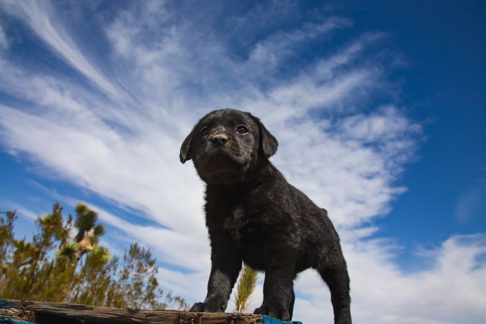 Labrador retriever puppies art print by Zandria Muench for $57.95 CAD