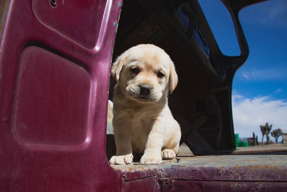 Labrador retriever puppy art print by Zandria Muench for $57.95 CAD