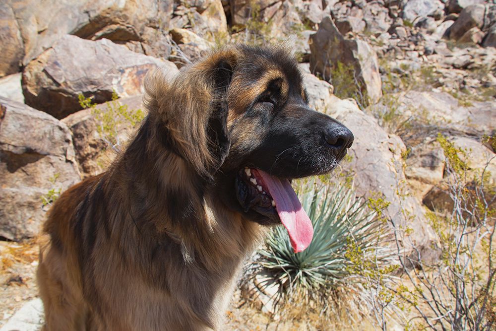 Leonbergers enjoying the high desert art print by Zandria Muench for $57.95 CAD