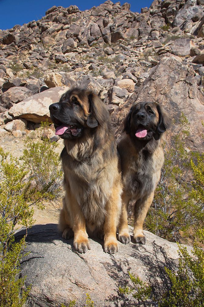 Leonbergers enjoying the high desert art print by Zandria Muench for $57.95 CAD
