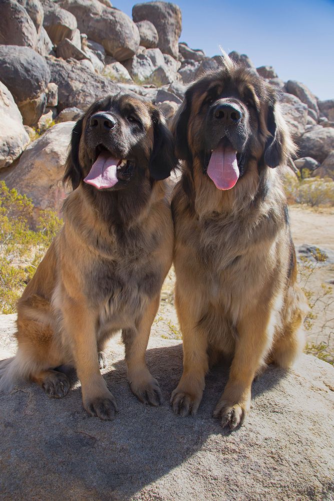 Leonbergers enjoying the high desert art print by Zandria Muench for $57.95 CAD