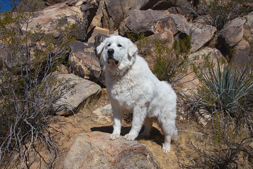Great Pyrenees engoying the high desert art print by Zandria Muench for $57.95 CAD