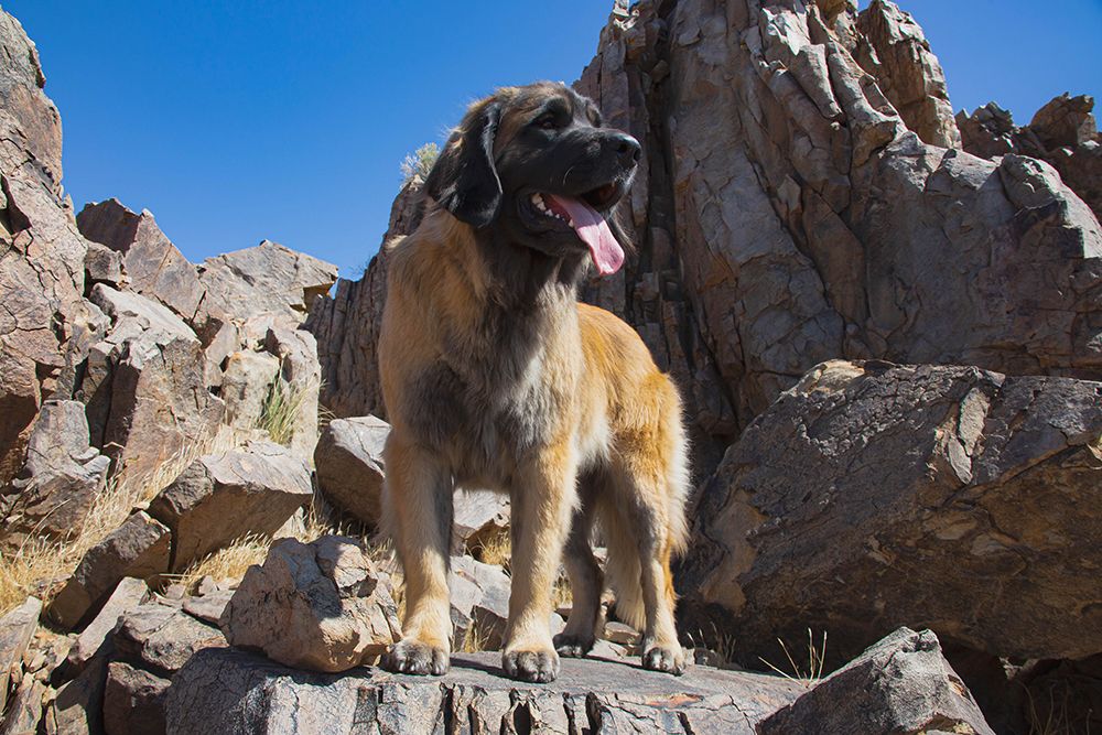 Leonberger waiting for the mail art print by Zandria Muench for $57.95 CAD
