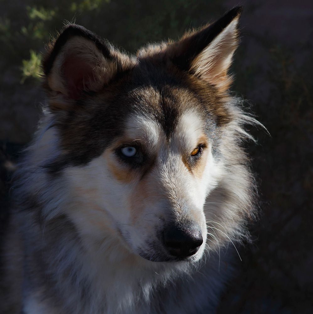 Portrait of rescue dog. art print by Zandria Muench for $57.95 CAD