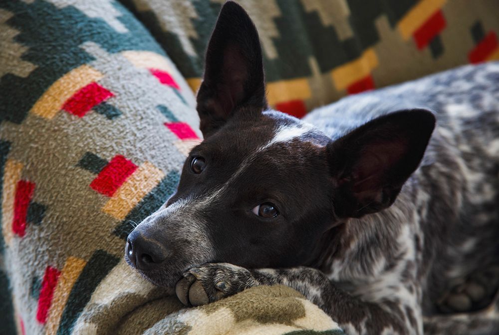 Australian cattle dog art print by Zandria Muench for $57.95 CAD