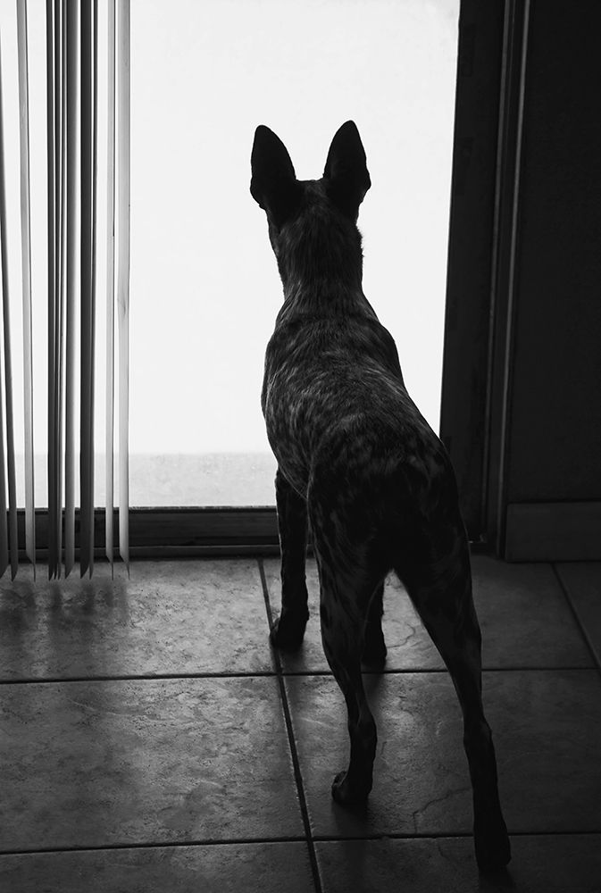 Australian cattle dog art print by Zandria Muench for $57.95 CAD