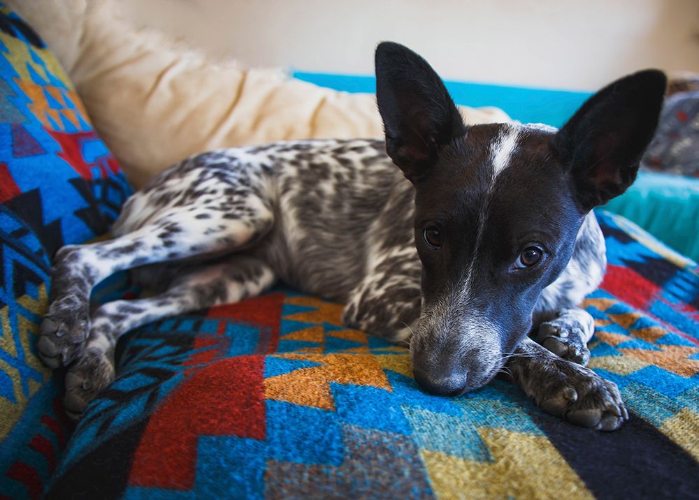 Australian cattle dog art print by Zandria Muench for $57.95 CAD