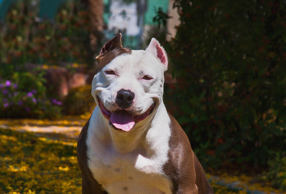 American pitt bull art print by Zandria Muench for $57.95 CAD