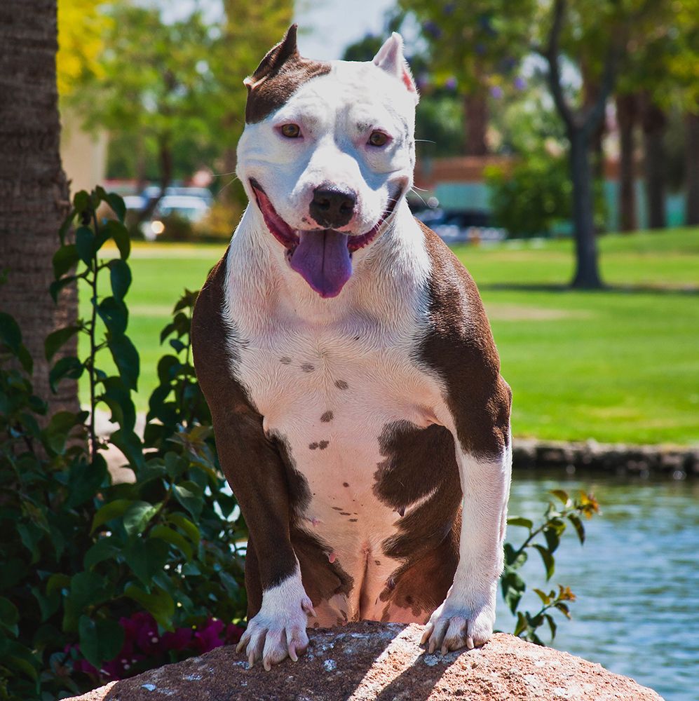 American pitt bull art print by Zandria Muench for $57.95 CAD