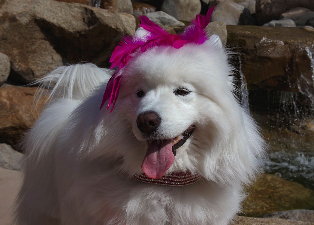 Samoyed in Palm Desert- California art print by Zandria Muench for $57.95 CAD