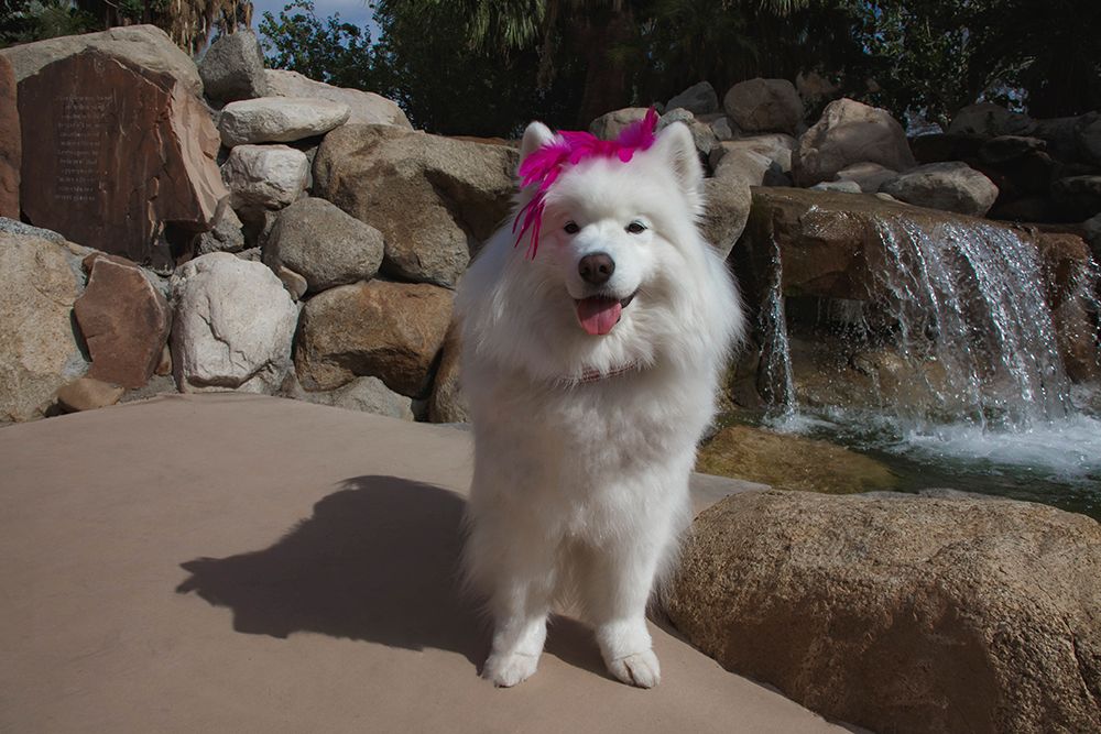 Samoyed in Palm Desert- California art print by Zandria Muench for $57.95 CAD