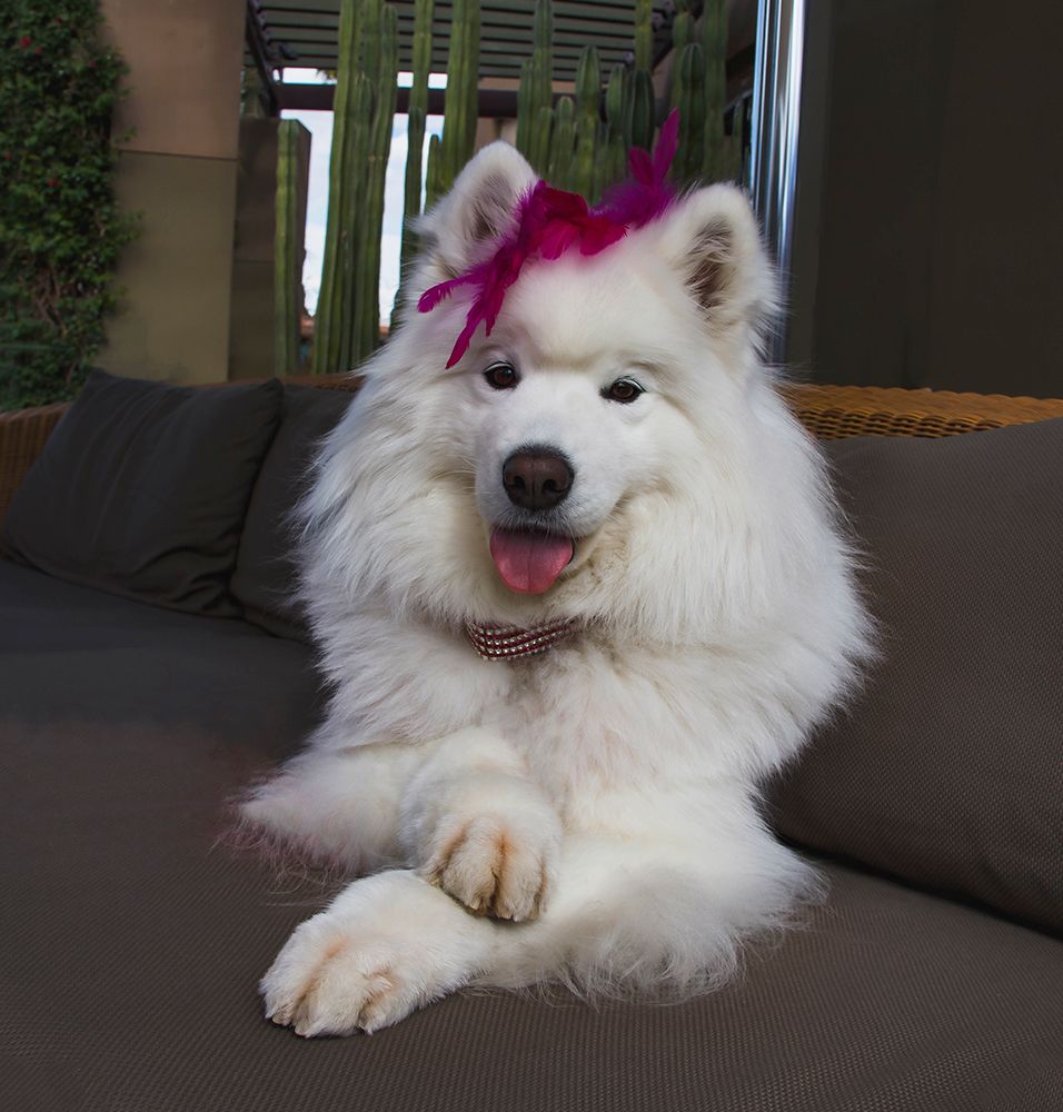 Samoyed in Palm Desert- California art print by Zandria Muench for $57.95 CAD