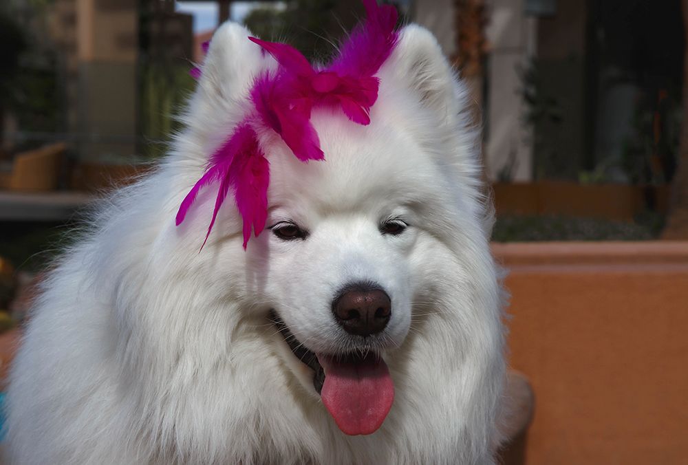 Samoyed in Palm Desert- California art print by Zandria Muench for $57.95 CAD