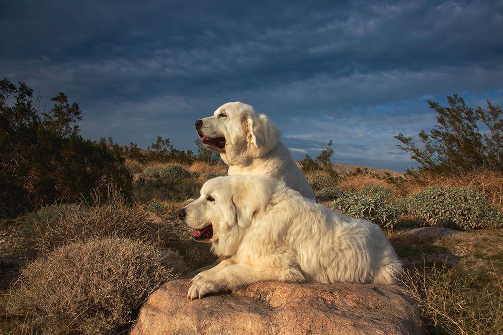 Great Pyrenees on duty art print by Zandria Muench for $57.95 CAD