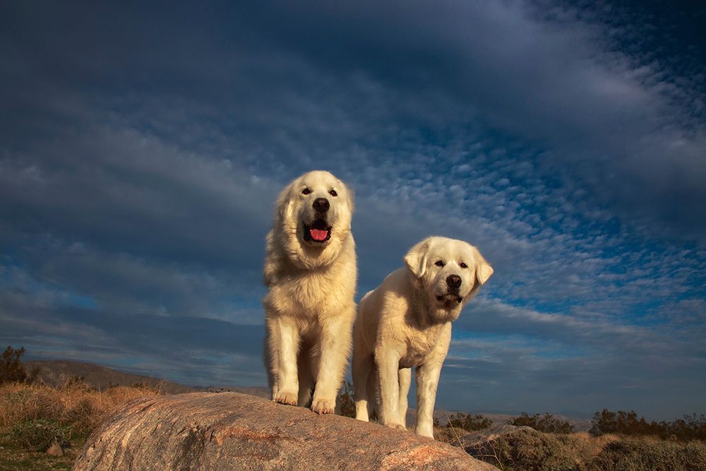 Great Pyrenees on duty art print by Zandria Muench for $57.95 CAD