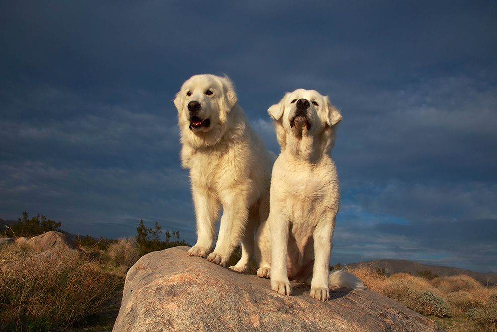 Great Pyrenees on duty art print by Zandria Muench for $57.95 CAD