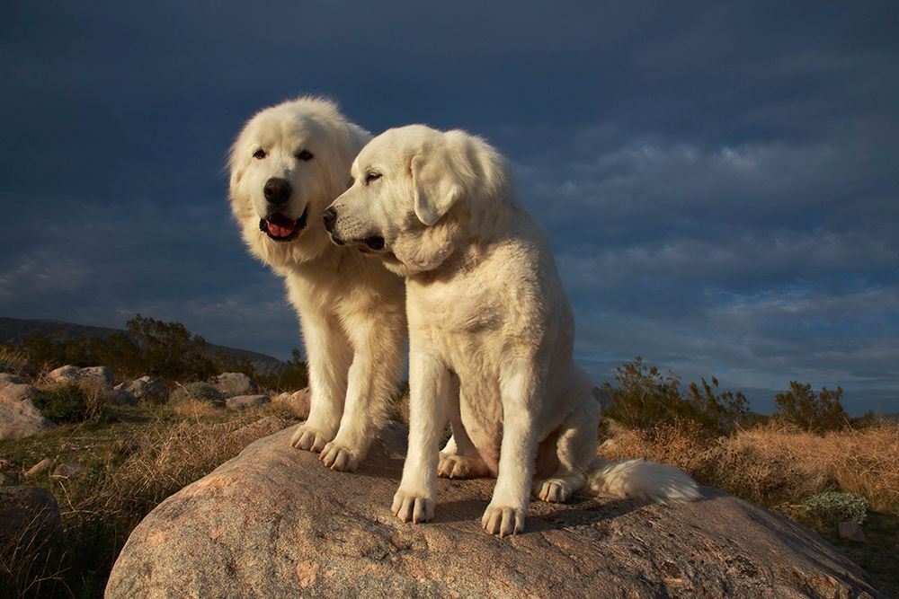 Great Pyrenees on duty art print by Zandria Muench for $57.95 CAD