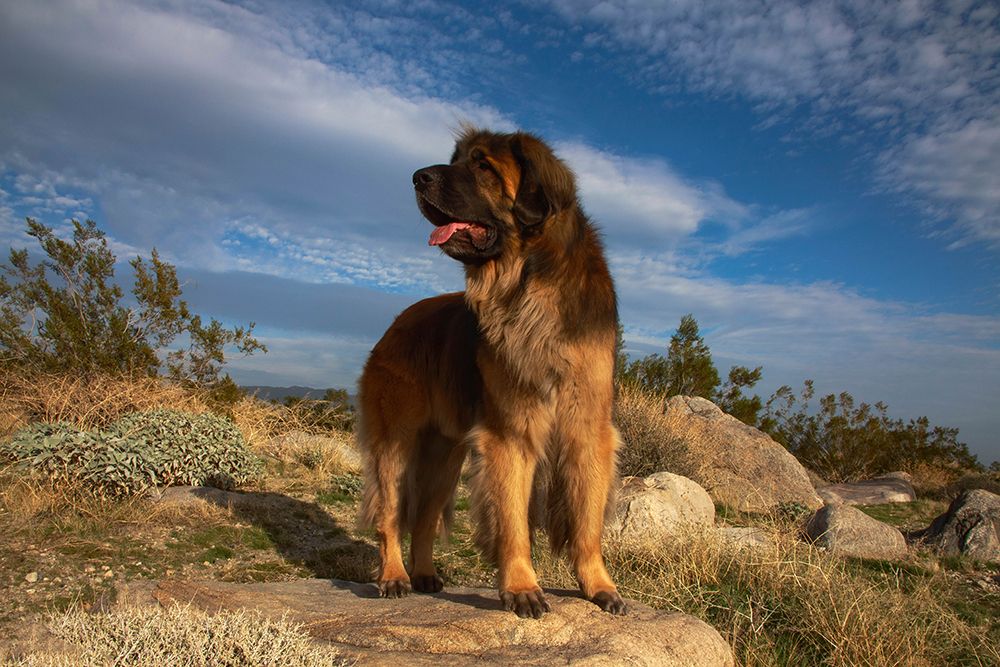 Leonberger on duty art print by Zandria Muench for $57.95 CAD
