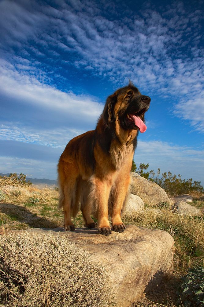 Leonberger on duty art print by Zandria Muench for $57.95 CAD
