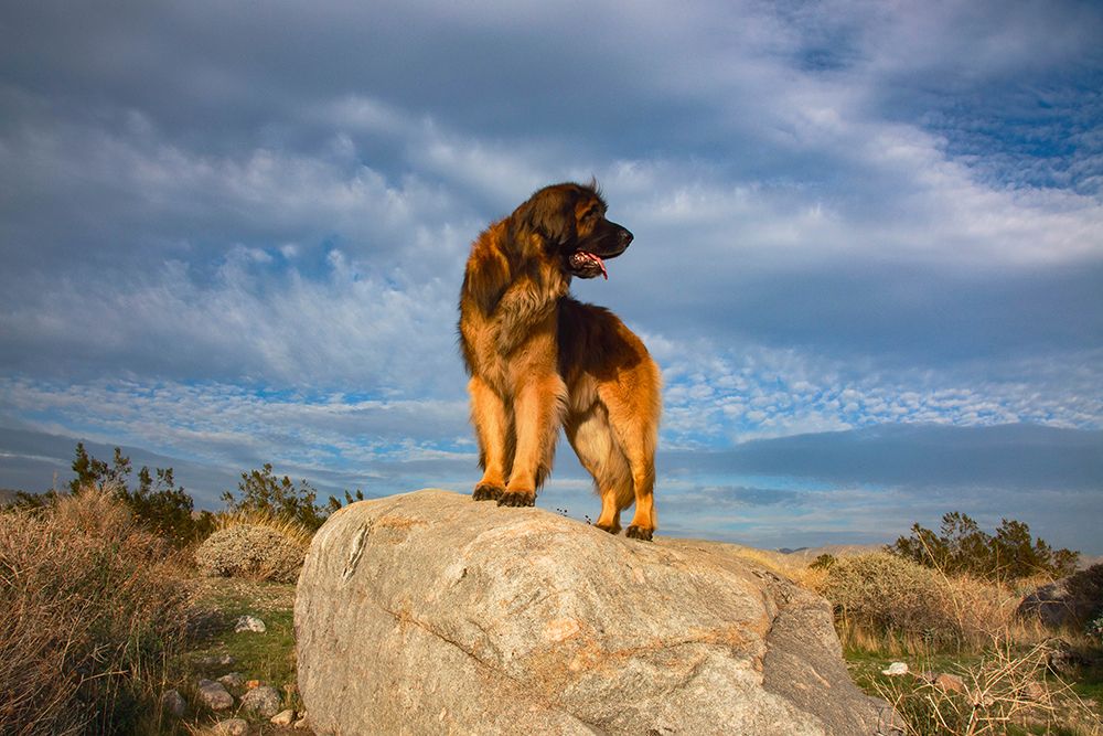 Leonberger on duty art print by Zandria Muench for $57.95 CAD