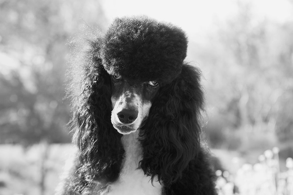 Parti poodle art print by Zandria Muench for $57.95 CAD