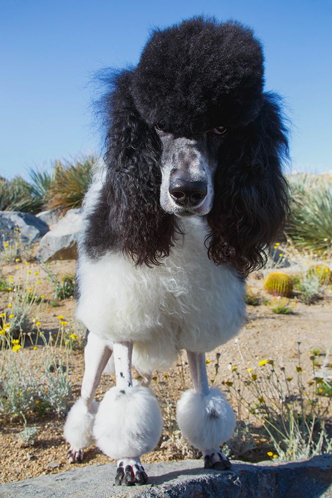 Parti poodle art print by Zandria Muench for $57.95 CAD