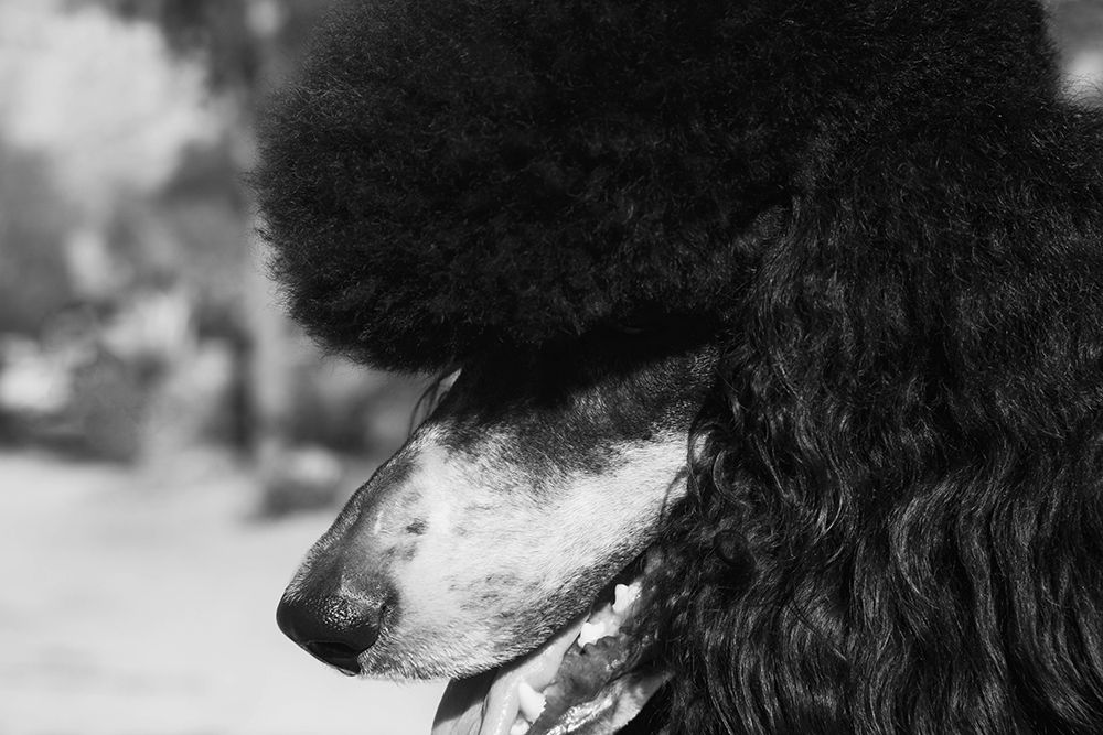 Parti poodle art print by Zandria Muench for $57.95 CAD