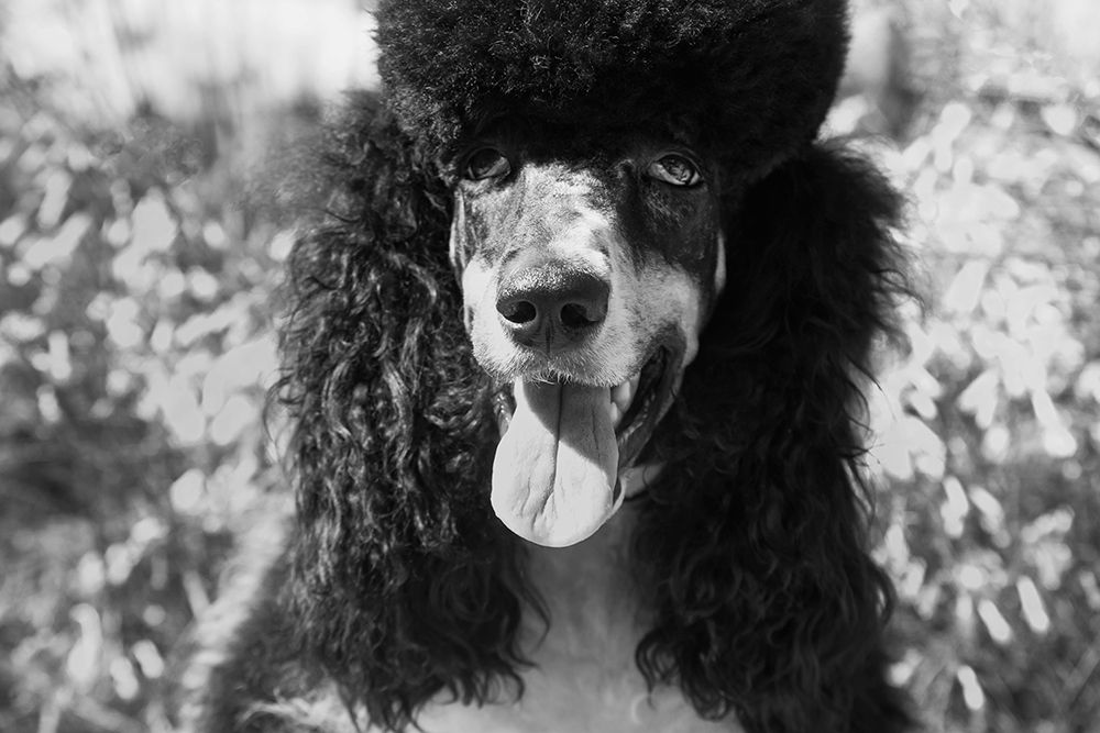 Parti poodle art print by Zandria Muench for $57.95 CAD