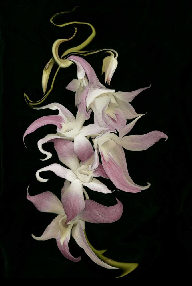 Abstract orchid artwork, digitally manipulated art print by Ellen Anon for $57.95 CAD