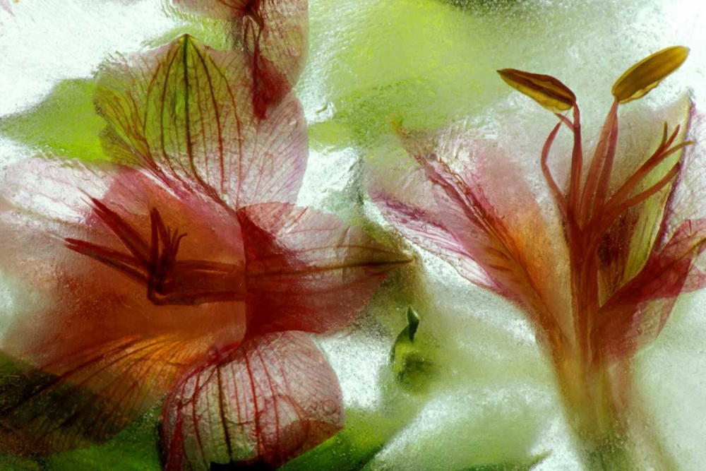 Flowers in ice art print by Dennis Kirkland for $57.95 CAD
