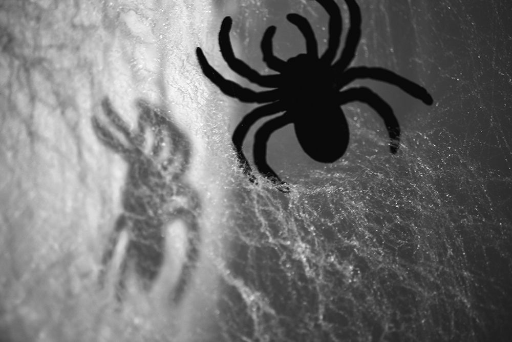 Spider on web art print by Zandria Muench for $57.95 CAD