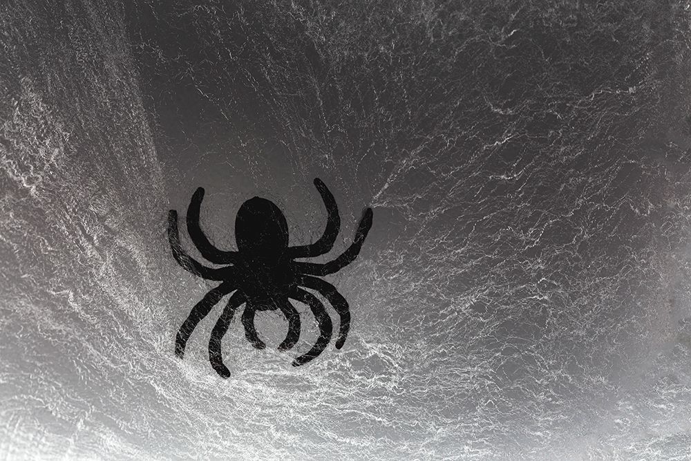Spider on web art print by Zandria Muench for $57.95 CAD