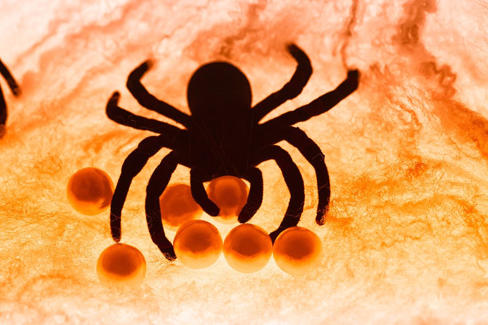 Spider on web art print by Zandria Muench for $57.95 CAD
