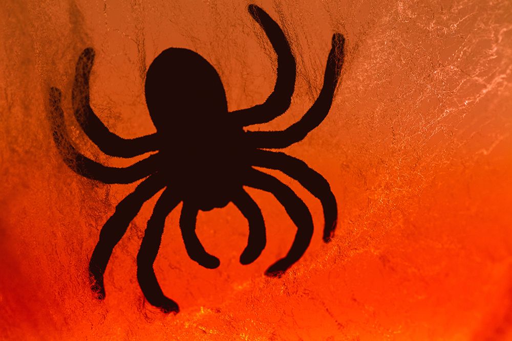 Spider on web art print by Zandria Muench for $57.95 CAD