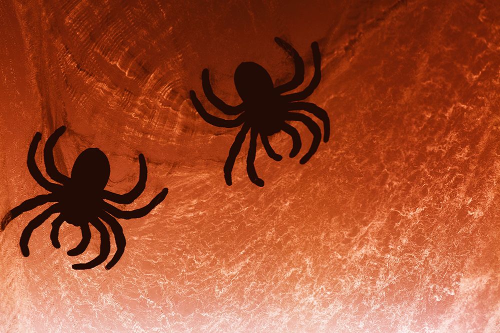Spider on web art print by Zandria Muench for $57.95 CAD