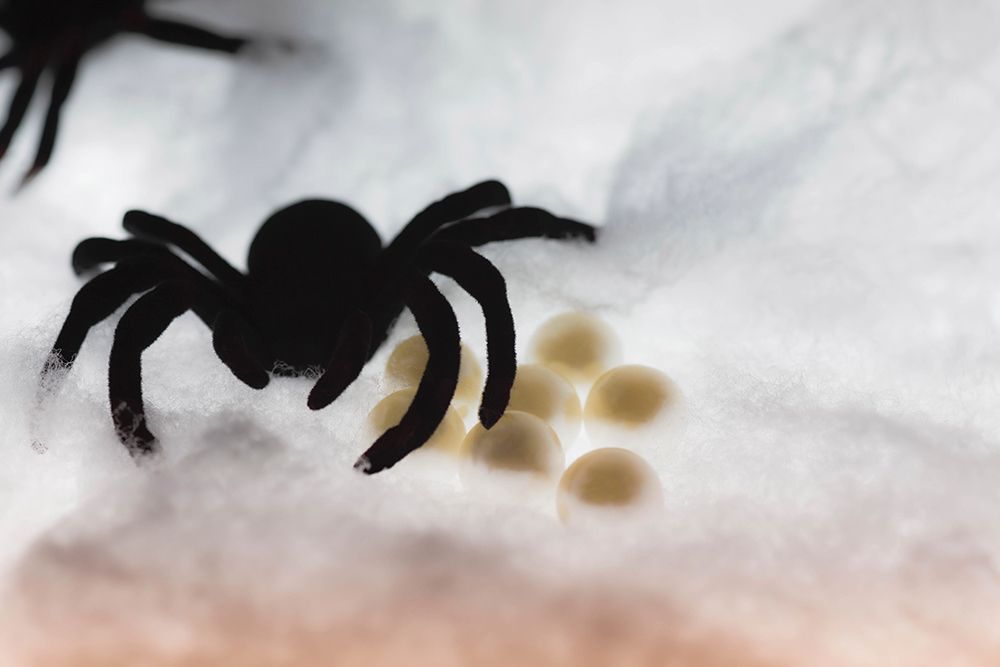 Spider on web art print by Zandria Muench for $57.95 CAD