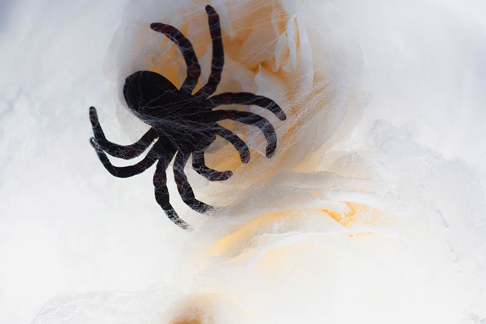 Spiders and light art print by Zandria Muench for $57.95 CAD