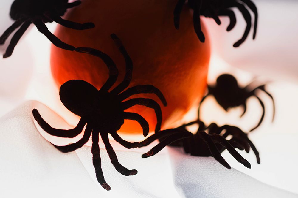 Spiders and light art print by Zandria Muench for $57.95 CAD
