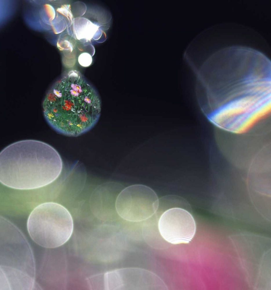 Dew on flowers with flower field in one drop art print by Steve Satushek for $57.95 CAD