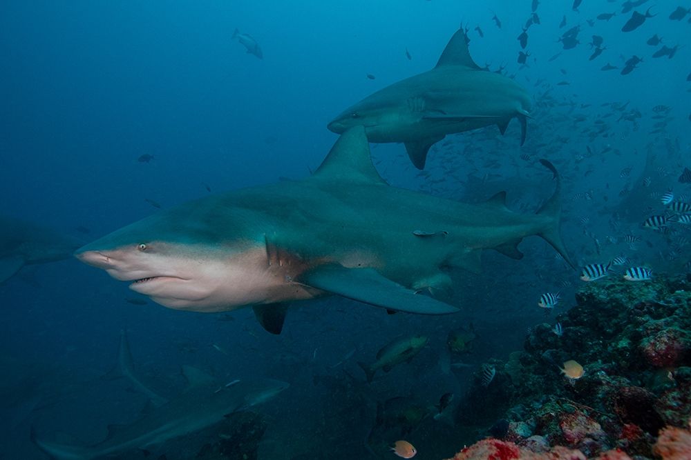 South Pacific-Fiji Bull sharks art print by Jaynes Gallery for $57.95 CAD