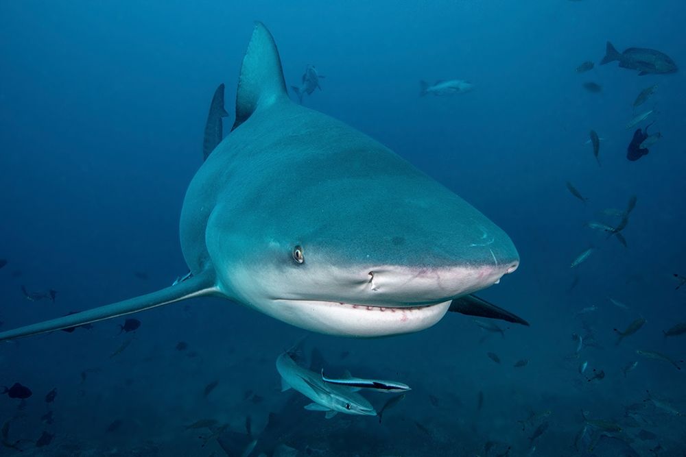 South Pacific-Fiji Bull shark close-up art print by Jaynes Gallery for $57.95 CAD