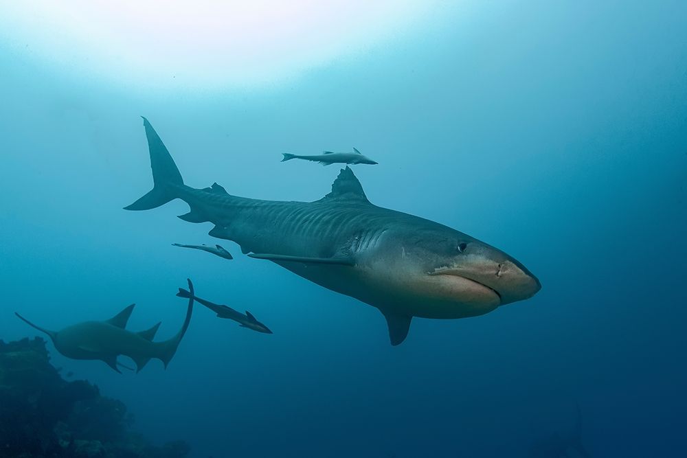 South Pacific-Fiji Tiger shark close-up art print by Jaynes Gallery for $57.95 CAD