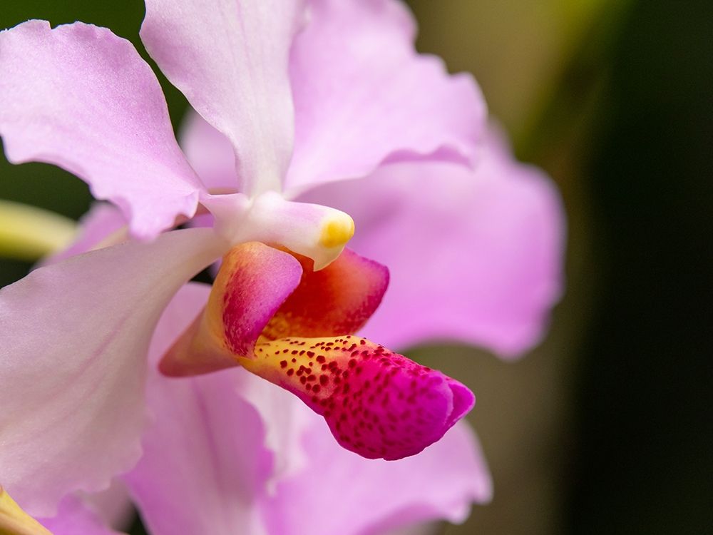 Fiji-Viti Levu Pink orchid close-up art print by Merrill Images for $57.95 CAD